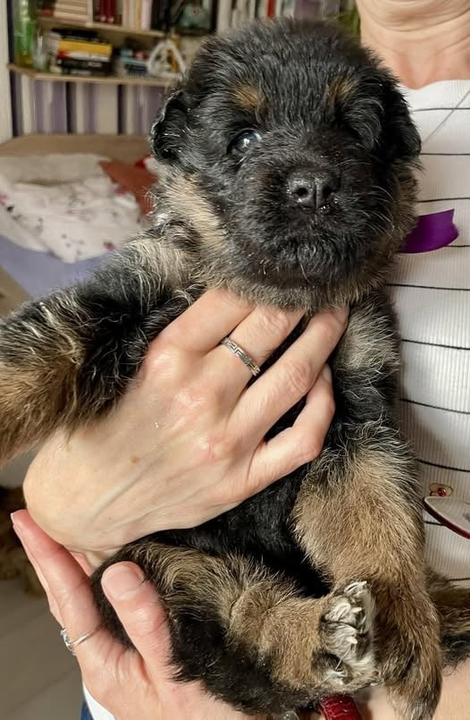 Jasmínka pod všerubskou skálou